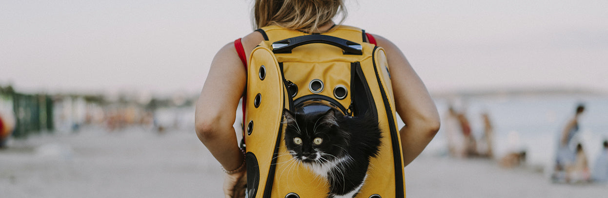 Como viajar com seu pet com segurança e menos estresse