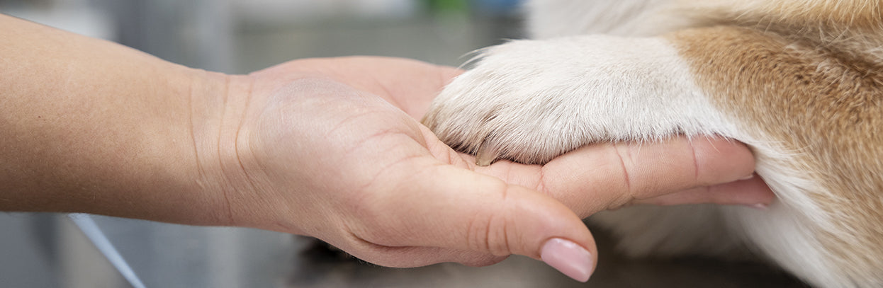 Doença do carrapato em cães: sintomas, prevenção e tratamento