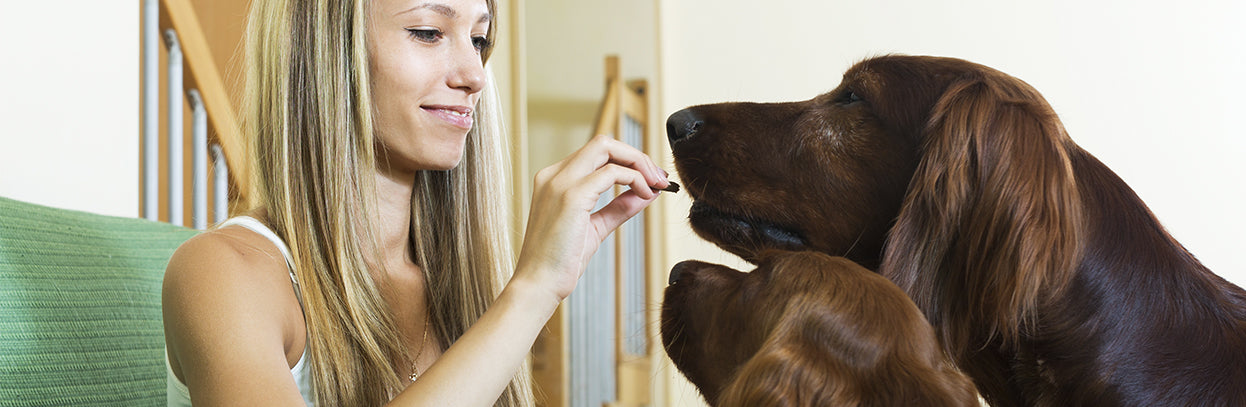 Vitaminas e suplementos para cães e gatos: quando usar e quais os benefícios?