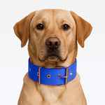 Coleira Nylon Reforcada com Cravo - Azul