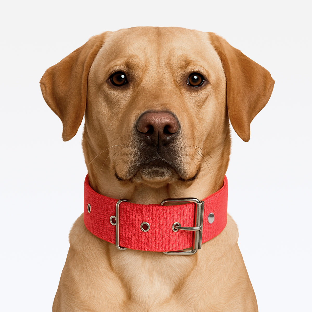Coleira Nylon Reforçada com Cravo - Vermelho