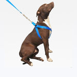 Peitoral Guia Nylon Reforçado Regulável - Azul
