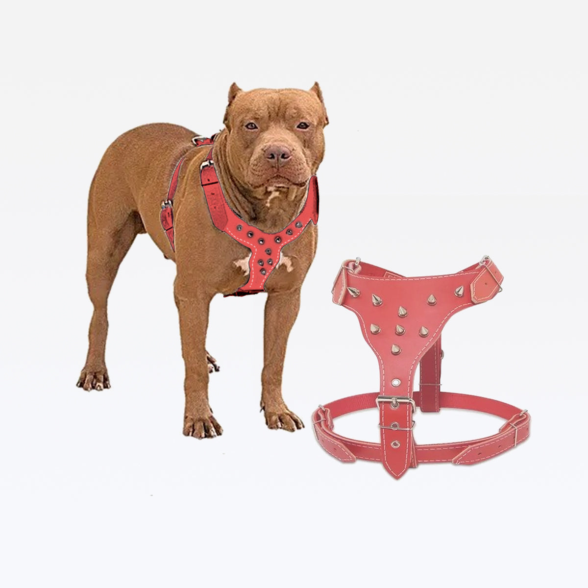 Peitoral Couro Pitbull