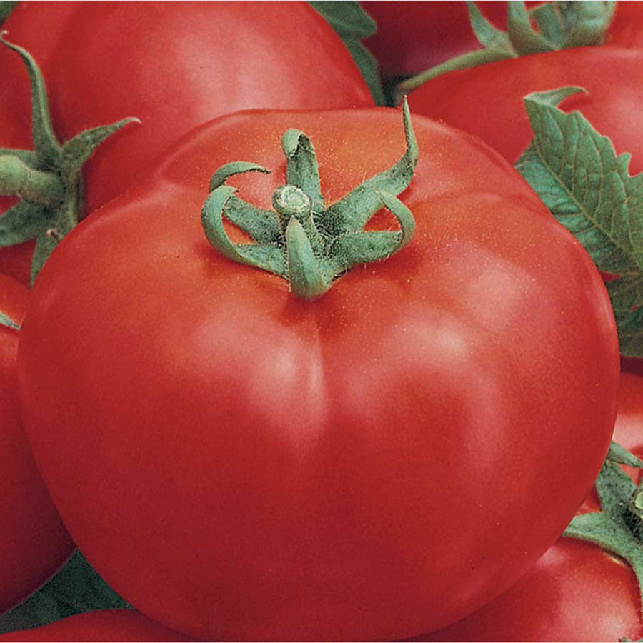 Semente Tomate Especial P/ Salada