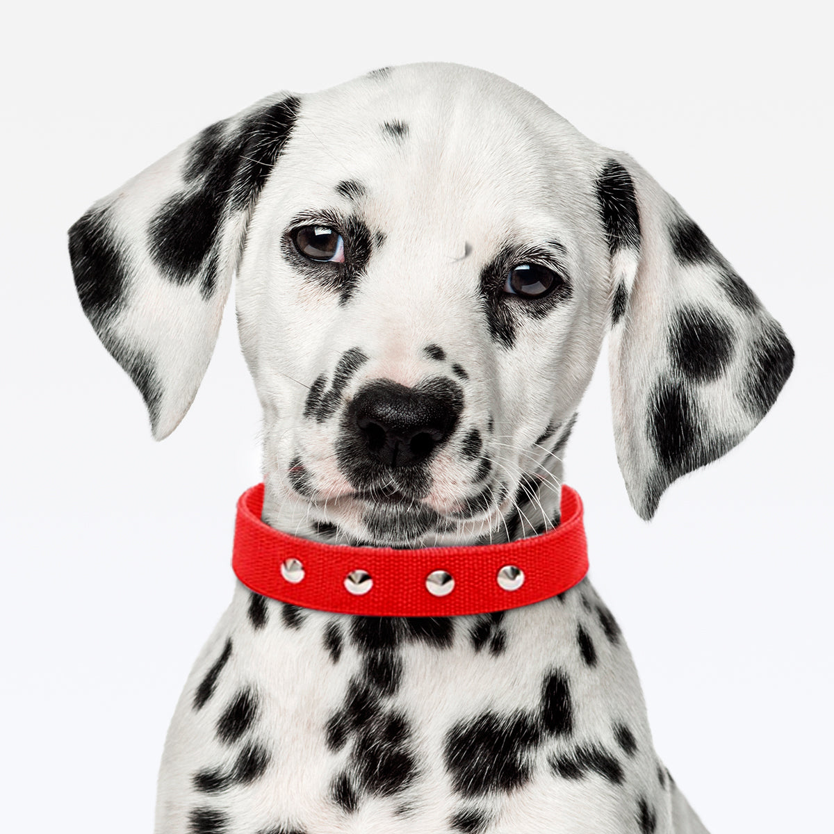 Coleira Dupla Nylon 30mm Com Cravo - Vermelho