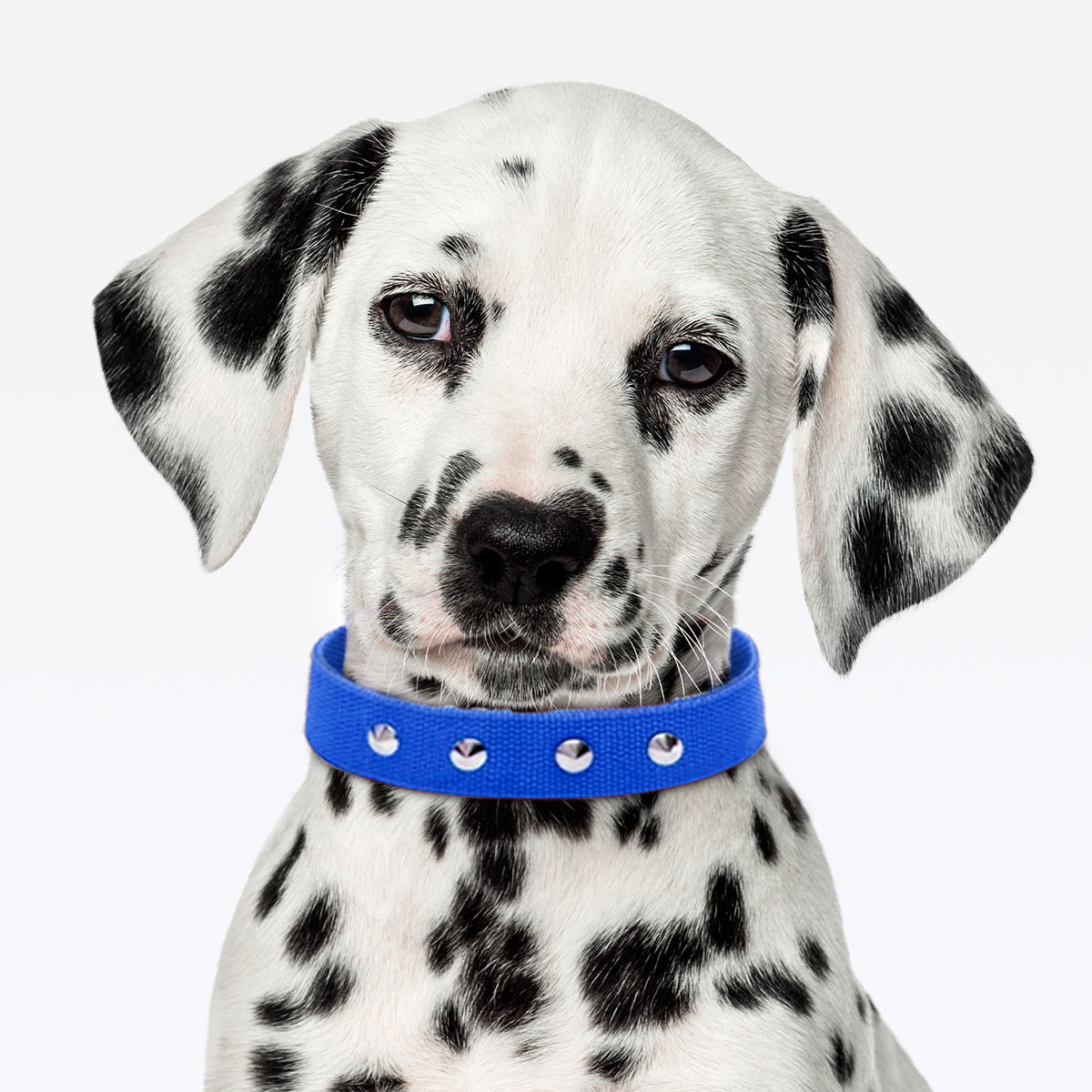 Coleira Dupla Nylon 30mm Com Cravo - Azul