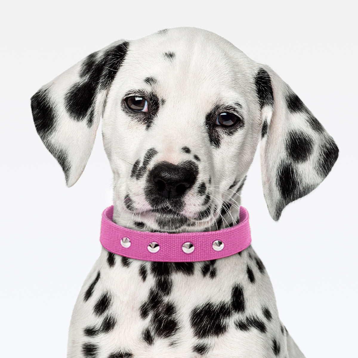 Coleira Dupla Nylon 30mm Com Cravo - Rosa