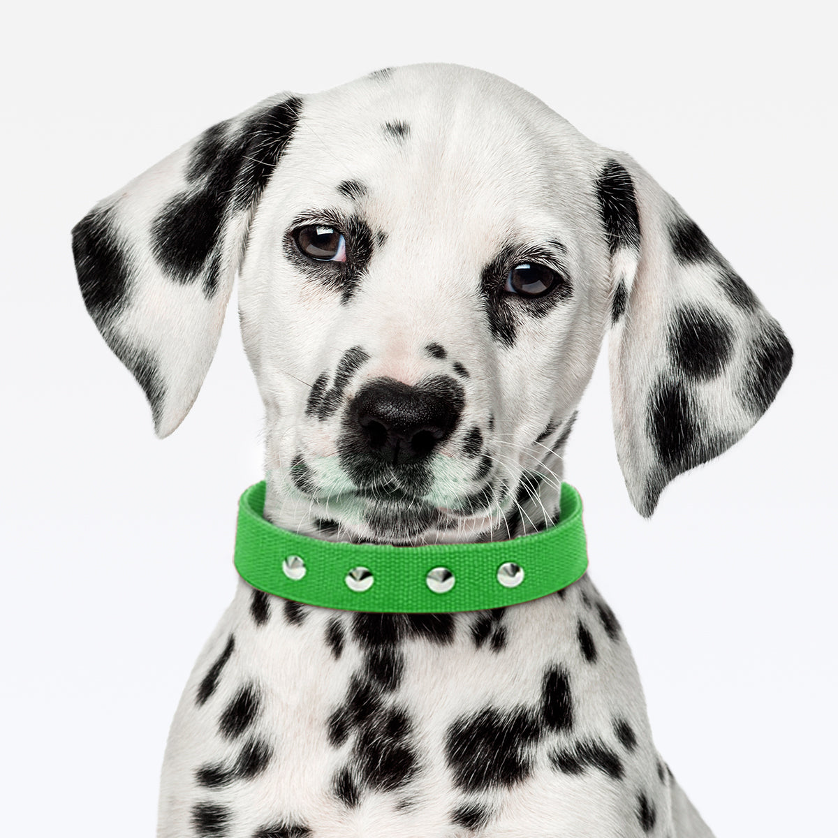 Coleira Dupla Nylon 30mm Com Cravo - Verde