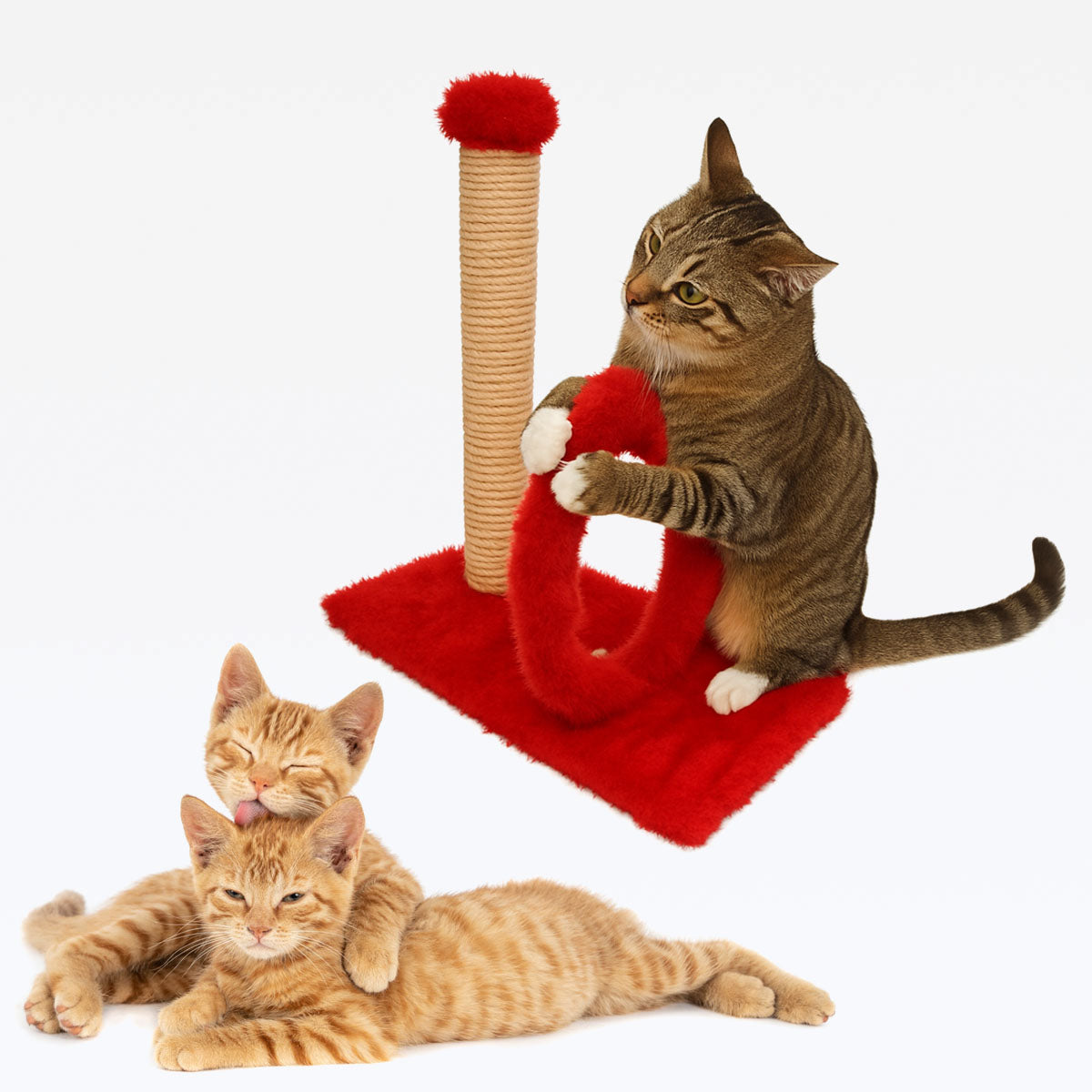 Arranhador De Gato com arco Quadrado Ag09
